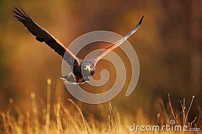 Flying bird of prey, Harris Hawk, Parabuteo unicinctus, in grass Stock Photo