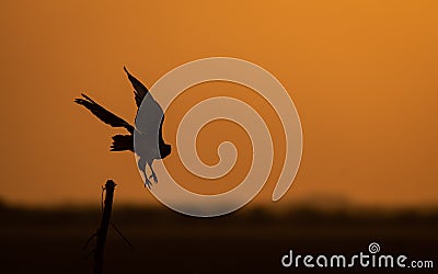 Flying Bird Silhouette and Golden hours Stock Photo