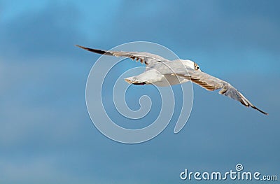 Flying bird white seagull blue sky Stock Photo