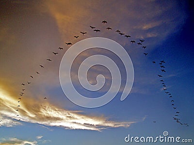 Flying Birds Stock Photo