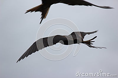 flying birds as symbol for freedom Stock Photo
