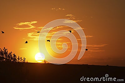 Flying birds on the background of a summer sunset. Stock Photo