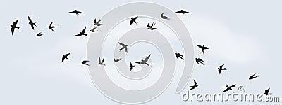 Flying birds silhouette. Flock of black marine birds, doves, seagulls or swallows isolated on white background. Vector Vector Illustration