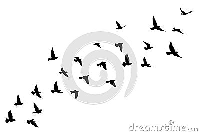 Flying birds silhouettes on white background. Vector illustration. isolated bird flying. tattoo design Vector Illustration