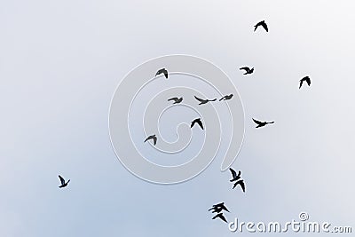 Flying birds on the sky Stock Photo