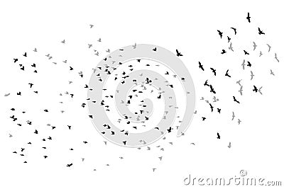 Flying birds vector sketch Vector Illustration