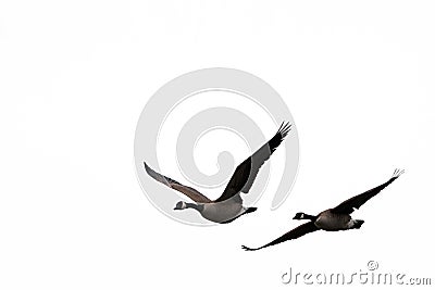 Flying birds for windows Stock Photo