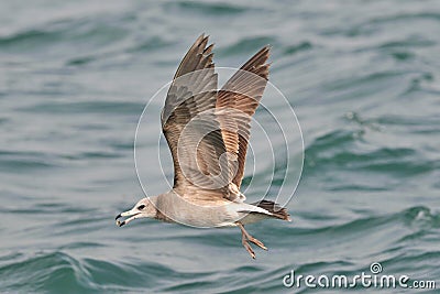 Flying Black-tailed Gull Stock Photo