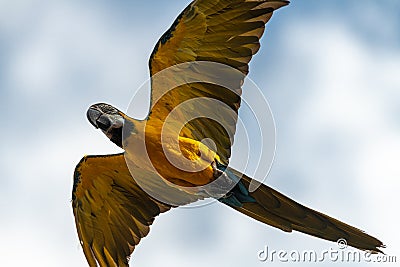 Flying Blue-and-yellow Macaw Stock Photo