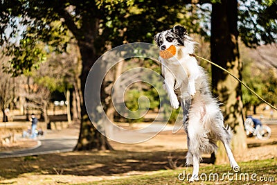 Flying Border Collie Stock Photo