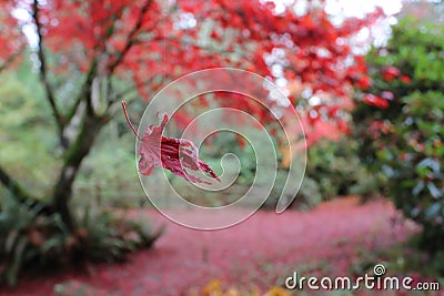 Flying bright red leaf caught in the spider`s web in the autumn leaf fall Stock Photo