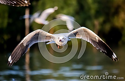 Flying Brown-headed gulls at Bang Poo,Samut Prakarn province,Thailand. Stock Photo