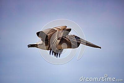 Flying brown pelican spreading its wings gracefully Stock Photo