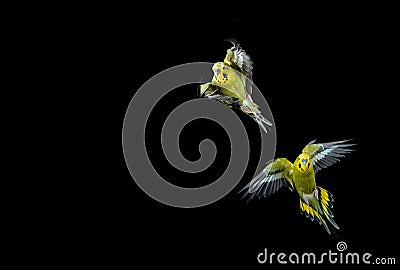 Flying budgie Stock Photo