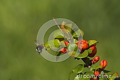 Flying bumble bee Stock Photo