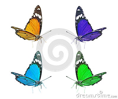 Colorful flying butterflies clip art Stock Photo