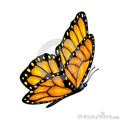 Flying butterfly Vector Illustration