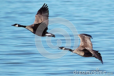 Flying Canada Geese Stock Photo