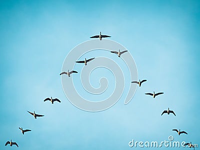 Flying Canada Geese in V formation Stock Photo