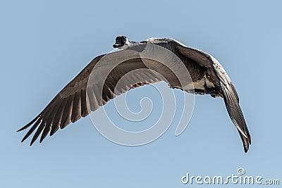 Flying Canada Goose Stock Photo