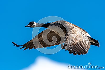 Flying Canada Goose Stock Photo