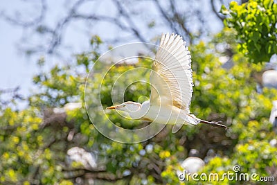 Flying Cattle Egret In Breeding Plumage Stock Photo