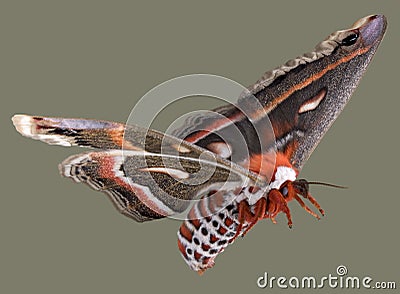 Flying cecropia moth Stock Photo