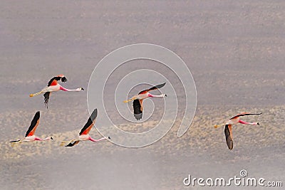 Flying Chile Flamingos, Phoenicopterus Chilensis, Surire Lagoon Salt Lake Natural Monument, Chile Stock Photo