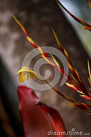 Flying Cloudless sulfurs butterfly Phoebis sennae lifts off from red and yellow heliconia Stock Photo