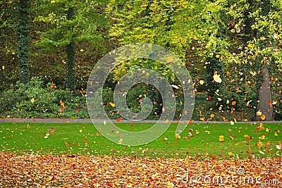 Flying colorful leaves Stock Photo