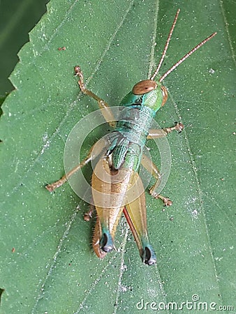 flying combat grasshopper Stock Photo