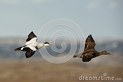 Flying Common Eider - Somateria mollissima is a large sea-duck that is distributed over the northern coasts of Europe, North Stock Photo