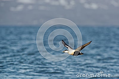 Flying Common Eider - Somateria mollissima is a large sea-duck that is distributed over the northern coasts of Europe, North Stock Photo