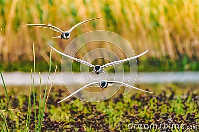 Flying Common Tern as seen in the Danube Delta, Europe Stock Photo
