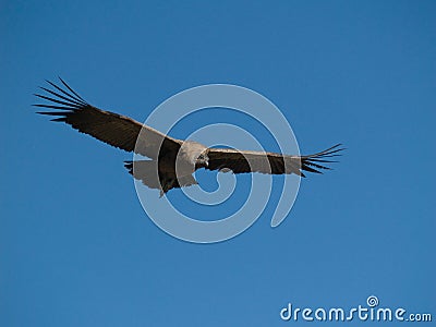 Flying condor in the Colca canyon Stock Photo