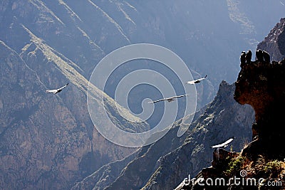 Flying condor over Colca canyon in Peru, South America. Stock Photo