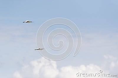 Flying cranes in the air Stock Photo