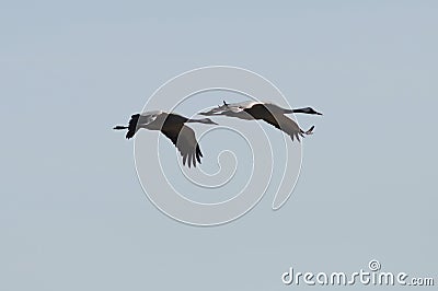 Flying cranes Stock Photo