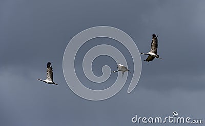 Flying cranes near Lake Tunamal Mongolia Stock Photo