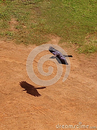 Flying Crow Stock Photo