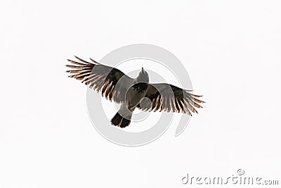 Flying crow isolated on white background Stock Photo