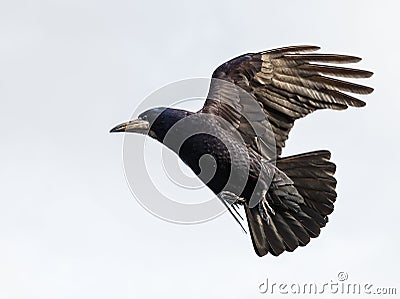 Flying crow Stock Photo