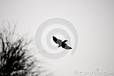 Flying Crow Silhouette Stock Photo