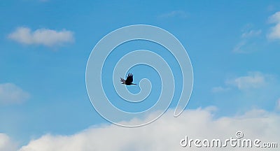 Flying crow in the sky. Stock Photo