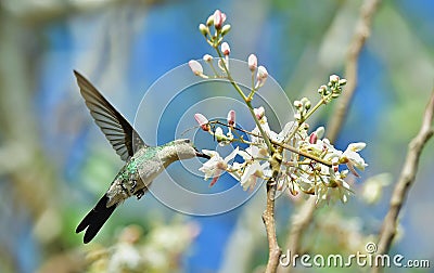 Flying Cuban Bee Hummingbird (Mellisuga helenae) Stock Photo