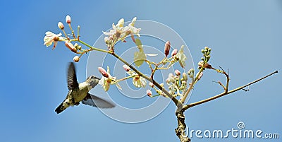 Flying Cuban Bee Hummingbird (Mellisuga helenae) Stock Photo