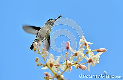 Flying Cuban Bee Hummingbird (Mellisuga helenae) Stock Photo