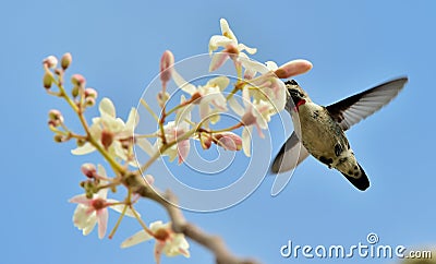 Flying Cuban Bee Hummingbird (Mellisuga helenae) Stock Photo