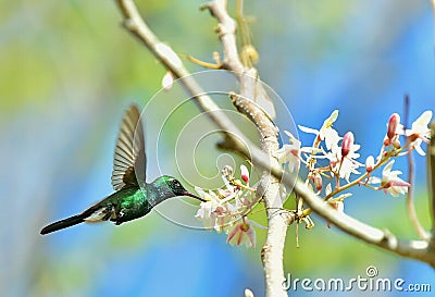 Flying Cuban Emerald Hummingbird (Chlorostilbon ricordii) Stock Photo