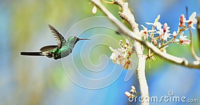 Flying Cuban Emerald Hummingbird (Chlorostilbon ricordii) Stock Photo